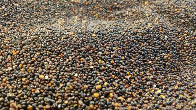 Quinoa czarna BIO